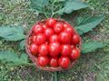 Honig-Tomaten reich tragend  immergrün schnellwüchsig Topfpflanzen Samen