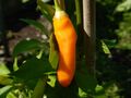 Aji Amarillo orange Chili aus Peru tolles Fruchtaroma alte Chilli-Sorte