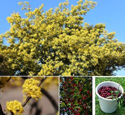 2 winterharte Wildkirschbäume - Obst schnellwüchsig exotisch Pflanzen für Garten