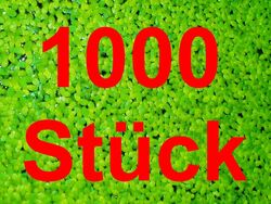 **WASSERLINSEN** 1000 St. Lemna Schwimmpflanze Algenkiller Aquarienpflanze Teich