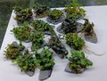 BUCEPHALANDRA spec.  Clumb auf Stein  🌱 Schieferstein Pflanze Aquarium TOP Cube