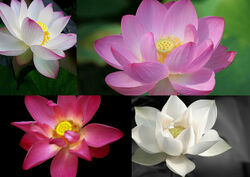 5 - 50 Samen Nelumbo nucifera - Echte (indische) Lotusblume Lotus MIX  !LESEN!