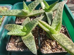 Aloe Tici Zilla