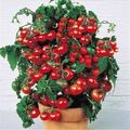 3 Busch-Tomaten schnellwüchsige immergrüne Obst Gemüse Pflanzen für den Garten