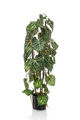 künstliches Anthurium 3 Lianen mit Blättern H. 75cm Emerald Zimmerpflanze