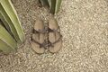 Birkenstock Mayari Mocca Birko-Flor Zehensteg Sandale Größe 35-36 Fußbett normal