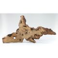 Mopani Wurzel Größe "M"  20-30cm Holz für Aquarium Terrarium Reptilien HardScape