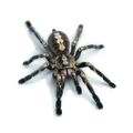 Schwarze Tarantel Vogelspinne Spinne Spider Autoaufkleber Sticker 15cm x 14cm