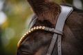 Harmony Bridle Gold Edition - gebisslose Zäumung Sidepull oder Crossbridle