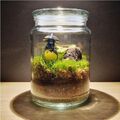 Flaschengarten Set Mit Totoro - Pflanzen im Glas - Pflanzenterrarium - Ökosystem