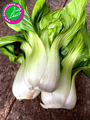 PAK CHOI 🥬 asiatische Küche 🍜 Blätterkohl 100+ Samen knackig Kohl Salat