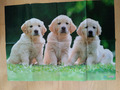 Poster Golden Retriever Welpen Hunde DIN A 1  / Rücks. medizini Nr. 3 /2022