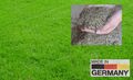 60 Kg Sport Rasensamen Sport- und Spielrasen Sportrasen Grassamen Rasen  Gras