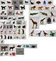 PLAYMOBIL-Figuren Tiere & Zubehör Aussuchen:  Pferde, Vögel, Zubehör