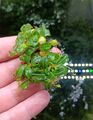 BUCEPHALANDRA spec. - Clumb 🌱 Mini Nano Cube Pflanze RARITÄT plant Aquarium #1