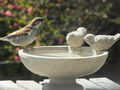 Vogeltränke rund mit Sockel, Vogelbad, Futterstelle, Wassertränke, Tränke