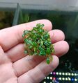 Bucephalandra Mini Clumb - Aquarium Pflanze 🌿Buce Rarität #2