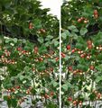 3 Hänge-Erdbeeren schnellwüchsige immergrüne Obst Gemüse Pflanzen für den Garten