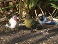 Vögel Deko Figur Vogel Grünfink Kernbeißer lebensgroß wetterfest einzel o.Set