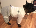 Pyjama Jogginganzug Schlafanzug Hausanzug Hunde Französische Bulldogge gr M WEAR