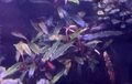  Aquariumpflanze / Bucephalandra sp. Black Purple / Ableger 🌸🌼🪷🏵🌷