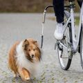 Trixie Biker Fahrrad Set für Hunde Gr. S-M