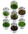 Aquarium Pflanzen 1-2-Grow!  Tropica Wasserpflanzen invitro