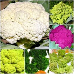 BLUMENKOHL BUNTER MIX KOHL VIOLETT LILA GRÜN WEIß ROMANESCO BROKKOLI 100 SAMEN