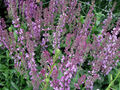 Ziersalbei Salvia verticillata 'Purple Rain' Bienenweide Sommerblüher 