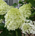 Rispenhortensie Little Spooky 40-60cm - Hydrangea paniculata