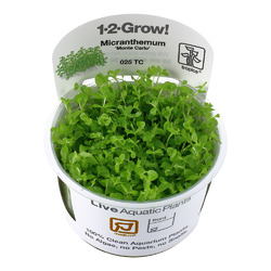 1-2-Grow Invitro Aquarienpflanzen viele Arten schneckenfreie Wasserpflanzen