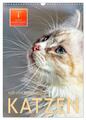 Katzen - süß und kuschelig (Wandkalender 2025 DIN A3 hoch), CALVENDO Monatskalen