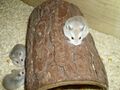 Haus für Hamster, Tunnel, Röhre, Nest für Mäuse, Ratten, Zwerghamster, Nager