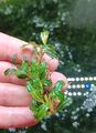 BUCEPHALANDRA spec. - Clumb 🌱 Mini Nano Cube Pflanze RARITÄT plant Aquarium #6