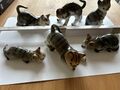 katzen porzellan figuren 6 Stk. Set2