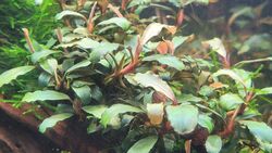  Aquariumpflanze / Bucephalandra Super Mini 