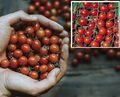 3 Cherry-Tomaten schnellwüchsige immergrüne Obst Gemüse Pflanzen für den Garten