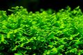 ⭐ Korallenmoos / Korallen Moos | Riccardia Aquarium Pflanze Moss Garnele Nano ⭐