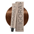 Schwarzkopf Igora Royal Absolutes 6-60 Dunkles Natürliches Schokoladenblond 60m