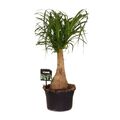 Beaucarnea Nolina - Elefantenfuß - Zimmerpflanze - Ø19cm - ↑60cm