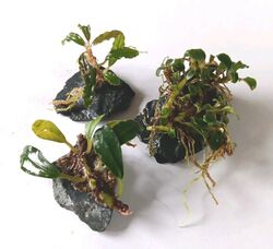 3 x Miniatur Bucephalandra auf Schieferstein 🌱 Für Nano Cubes @1 PREISKNALLER