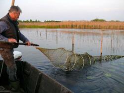 1 Stück, Aal geräuchert, 450-500g. Räucherfisch, Steinhuder Räucheraal Fische