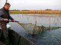 1 Stück, Aal geräuchert, 500-550g. Räucherfisch, Steinhuder Räucheraal Fische