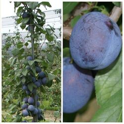 Säulenpflaume Imperial Pflaumenbaum blaue Pflaume schlanker Wuchs Terrassenobst