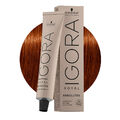 Schwarzkopf Igora Royal Absolutes  6-70 Dunkles Natürliches Kupferblond 60ml