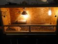 4x Reptilien Terrarium Holz mit Beleuchtung (Solar/UV-Spot Lampen 100W)