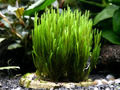 Fissidens sp. Bucephalandra Aquarium Moos "Rarität" Aquascaping Garnelen