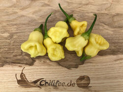 Aji White Fantasy weiße Chilli mit fruchtigem Aroma Glockenchili Massenträger