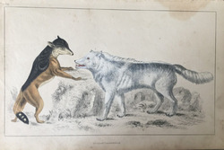 Antique Print American Grey Wolf & Cape Jackal C1850 Hand Coloured Engraving