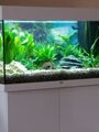 Juwel Aquarium komplett 120 l mit Unterschrank, Bodenkies, Pflanzen und Deko